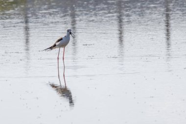 Yüzeye yansıyan sığ sularda yüzen uzun kırmızı bacaklı siyah kanatlı stilt.