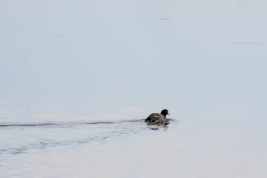 Huzurlu bir sabahta etrafta uçuşan böcekler gibi sakin göl suyunda huzur içinde yüzer.
