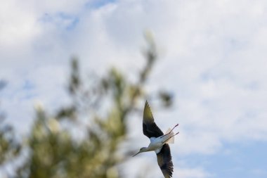 Siyah kanatlı stilt Bulanık yeşil ağaçlar ve bulutlu bir gökyüzü üzerinde zarif bir şekilde süzülüyor