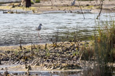 Siyah kanatlı stilt sığ sularda yiyecek arıyor.