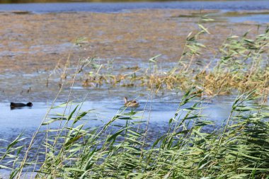 Ördekler gölde yüzüyor, ön planda rüzgarda sallanan sazlıklar var.