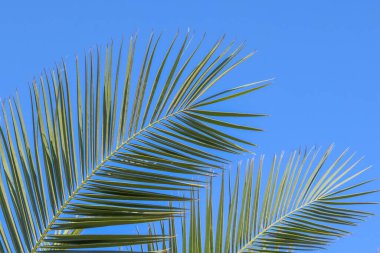 Yeşil palmiye yaprakları açık mavi gökyüzüne karşı tropikal bir hava yaratır. Bu da yaz tatili ve rahatlama hissi uyandırır.