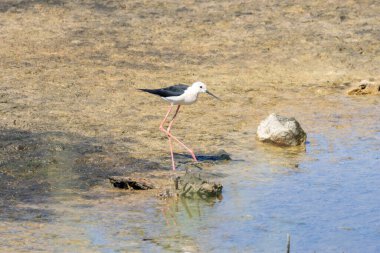 Siyah kanatlı stil Sığ sularda yiyecek aramak için yürüyor