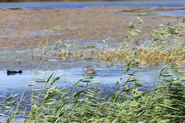 Ördekler gölde yüzüyor, ön planda rüzgarda sallanan sazlıklar var.