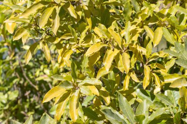 Parlak sarı ve yeşil yapraklar, güneş ışığıyla aydınlatılarak büyüleyici bir doğal görüntü oluşturarak dallarda gelişir.