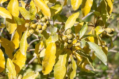 Sonbahar mevsiminde memeleri ve yaprakları kapatın, canlı sarı yapraklar sergilensin.