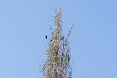 Üç lekesiz sığırcık, açık mavi gökyüzüne karşı çıplak bir ağaca tünemiş güneşli havanın tadını çıkarıyorlar.
