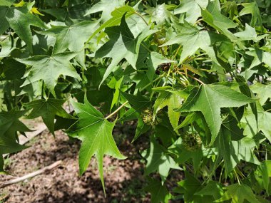 Canlı yeşil yapraklar ve tatlı sakız ağacının dikenli tohumları güneş ışığında gelişiyor.