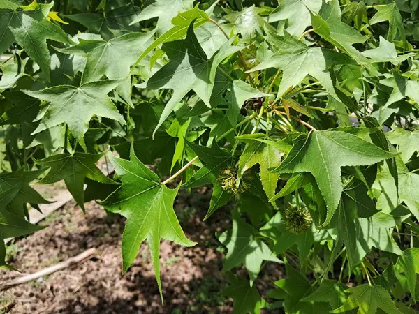 Canlı yeşil yapraklar ve tatlı sakız ağacının dikenli tohumları güneş ışığında gelişiyor.