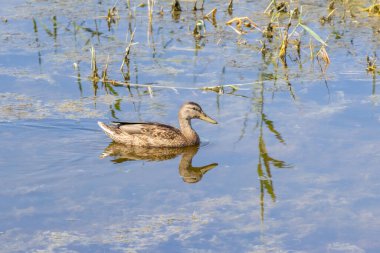 Sazlıklar ve alglerle çevrili sakin bir gölette süzülen dişi yaban ördeği sakin bir doğa sahnesi yaratıyor.