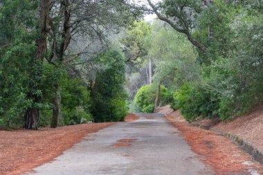 Lizbon, Portekiz 'deki yeşil Monsanto Orman Parkı' ndan geçen asfalt manzaralı bir yol doğaya huzurlu bir kaçış sunuyor.