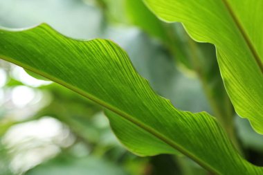 Bulanık bir odak noktasında yeşil palmiye yapraklarının soyut bir arkaplanı. Doğanın arka planına karşı yeşil taze yapraklar.