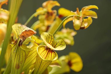 Kırmızı damarlı güzel sarı bir orkidenin çiçekleri gri bir arka plandadır..