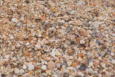Background in the form of small seashells on the shore. Copy space.
