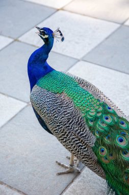The peacock bird with an open beak and bright beautiful plumage stands sideways against the background of floor tiles in the park.