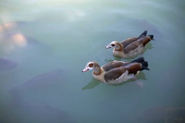 Two Egyptian goose in a pond with fish in the park. Park Buen Retiro. Madrid, Spain. Copy space.