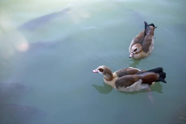 Two Egyptian goose in a pond with fish in the park. Park Buen Retiro. Madrid, Spain. Copy space.