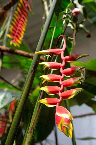 Virágzó Heliconia Rostrata Üvegházban Van Üvegházi Növények Amerika Virágai Függőleges — Stock Fotó