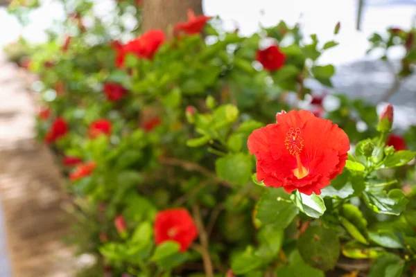 Křoví Ibišku Červenými Pupeny Záhonu Městských Květin Osvětluje Denní Světlo — Stock fotografie