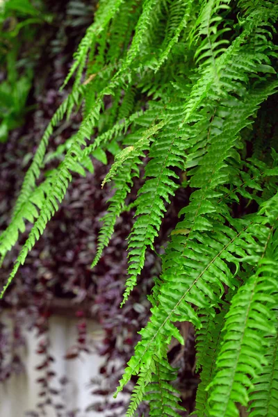 Ein Üppiger Strauch Aus Grünen Farnen Und Violetten Pflanzen Hängt — Stockfoto