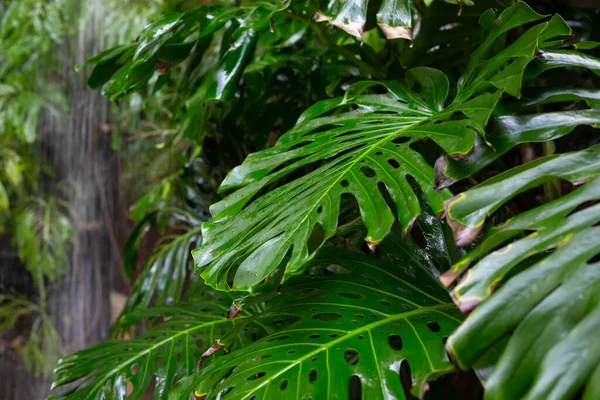 滝を背景にしたモンスター植物の葉 — ストック写真