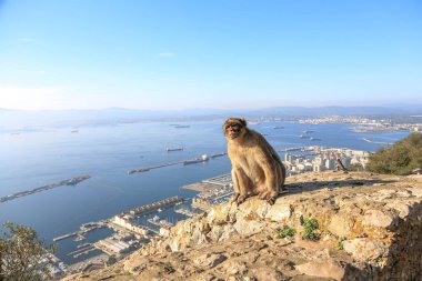 Bir Cebelitarık kurtçuğu denizin arka planında ötleğenlerle birlikte bir tepede oturuyor. Deniz Burnu. Cebelitarık.