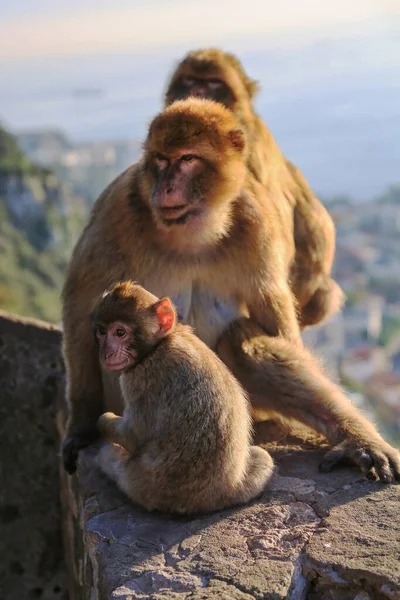 A family of Gibraltar monkeys with a baby monkey are sitting on a hill against the background of the sea at sunset.