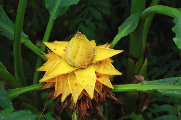 Egy Musa Lasiocarpa Növény Sárga Szárával Hasonlít Egy Lótuszvirághoz Egy — Stock Fotó