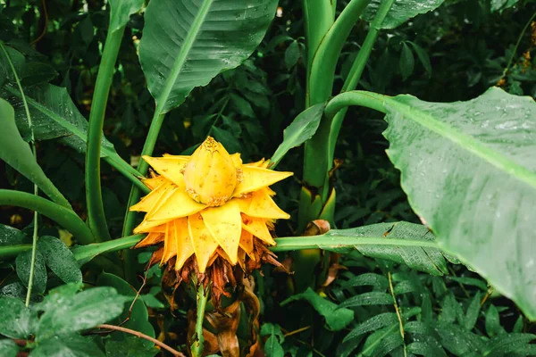 Čínská Rostlina Musa Lasiocarpa Žlutým Stonkem Podobným Lotosovému Květu Chinese — Stock fotografie