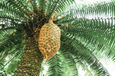 Dioon spinulosum ağacı ve büyük bir sallanan meyve. Dioon spinulosum ağacının büyük meyvesi yeşil bir dalda asılı duruyor. Görüntü aşağıdan alındı.