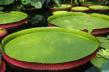 Victoria Boliviana bitkisinin büyük yaprakları seradaki suyun yüzeyindedir..