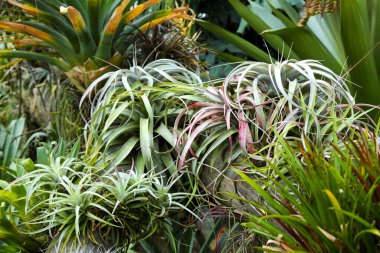 Tillandsia ve diğer yeşil bitkilerle dolu güzel bir çiçek tarlası. Doğadaki doğal bitkilerin arkaplanı.
