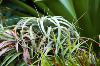 Tillandsia 'nın çeşitli bitkileri ve diğer yeşil bitkilerle dolu bir çiçek tarlası. Doğadaki doğal bitkilerin arkaplanı.
