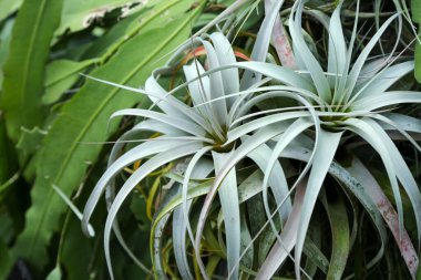 Tillandsia bitkisine karşı diğer yeşil bitkiler. Doğadaki doğal bitkilerin arkaplanı.