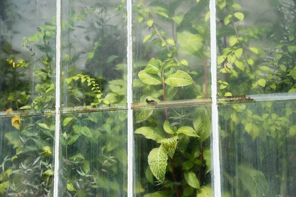 stock image View of the window with iron painted white greenhouse frame with lush green vegetation.