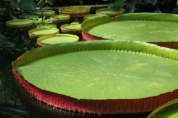 stock image Huge leaves of the plant Victoria boliviana are on the surface of the water in the greenhouse.