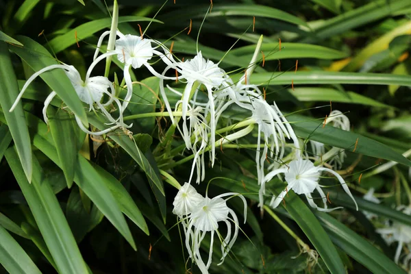 緑色の植生の背景に白い芽を持つヒメノカリスの花 自然界の植物や花の背景 — ストック写真