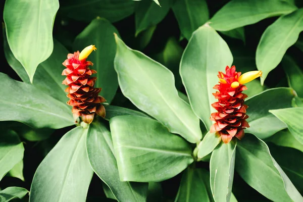 Квітучі Кущі Costus Barbatus Ботанічному Саду — стокове фото