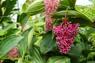 Medinilla spesiyosa bitkisi kırmızı böğürtlen kümeleriyle sarkıyor.