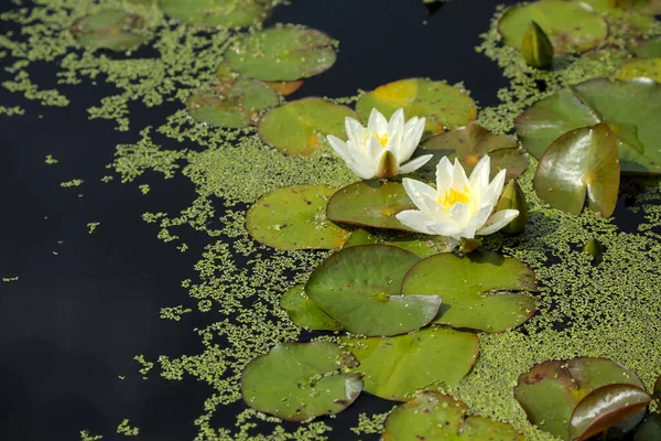 Two white lily flowers and green leaves are on the dark water surface of the pond. Water landscape with water flowers.
