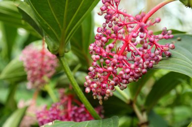 Medinilla spesiyosa bitkisi kırmızı böğürtlen kümeleriyle sarkıyor.