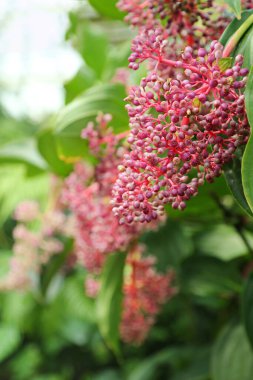 Medinilla Specosa bitkisi kırmızı böğürtlen kümeleriyle sarkıyor. Dikey resim.
