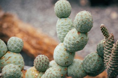 Fragment of exotic cactus Tephrocactus geometricus on gray background.