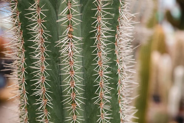 Close Photo Cactus Stenocereus Griseus Vertical Ridges Protected Groups Thorns — Stock Photo, Image