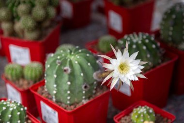 Çiçekçide satılık bir saksıda çiçek açan kaktüs. Dükkanda çiçek satıyorum..