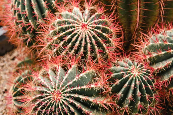 Sebuah Fragmen Dari Sekelompok Ferocactus Stainesii Close Cacti Latar Belakang — Stok Foto