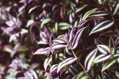 Tradescantia zebrina bitkisinin yeşil ve mor yapraklı yakın çekimi. Arkaplan resmi bulanık odaklı.