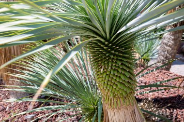Güneşli bir günde Yucca Rostrata palmiyeleri olan güzel bir parkın parçası..