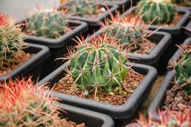 Çiçek saksılarındaki Ferocactus stainesii kaktüsü çiçekçide satılık. Bir dizi kaktüs tenceresi..