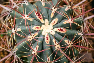 Ferocactus Lezbiyen Kaktüsü 'nü kapatın. Yukarıdan görüntüle.